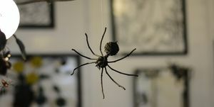 jak se zbavit pavouků