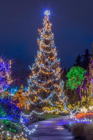 osvětlený vánoční strom v noci